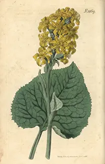 Cineraria: Ligularia sibirica