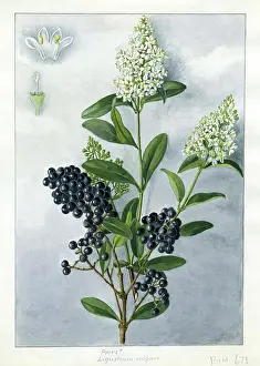 Snelling: Ligustrum vulgare - wild privet