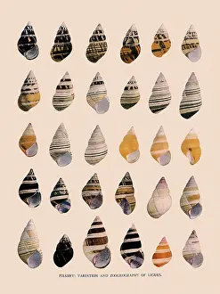 Seashell: Liguus Tree-Snails