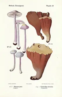 Bessin: Lilac bonnet and violet chanterelle