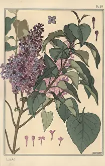 Grasset: Lilac botanical study