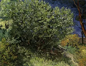 Lilac: Lilac Bush, by Van Gogh
