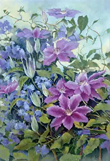 Nellie: Lilac Clematis Nellie Moser on Ceanothus