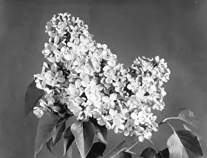 Syringa: LILAC FLOWERS