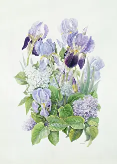 Rosaleen: Lilac and Irises