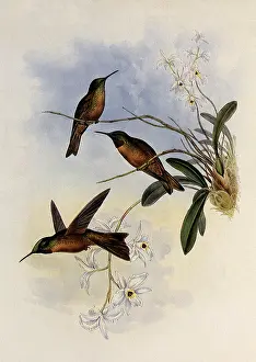 Orchids: Lilac-Throat, Phaiolaima Rubinoides