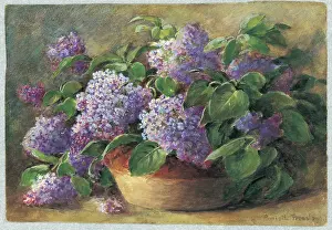 Lilacs: Lilacs