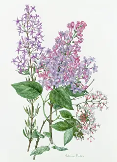 Lilacs: The Lilacs