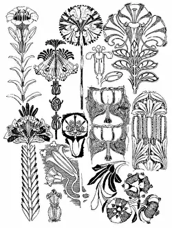 Lilley: Lilies