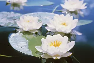 Lilies: Lilies on Baladzyn Lake, 1975