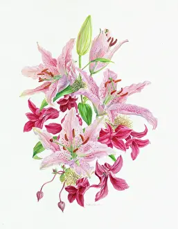 Clematis: Lilies and Clematis - pink flowers