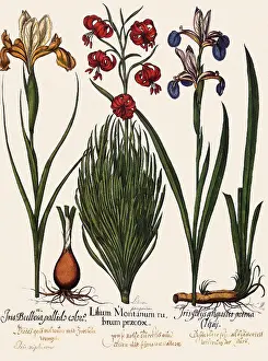 Lilium: Lilies and Irises