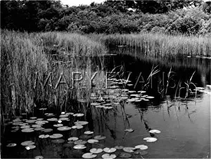 Sedge: LILIES ON A POND