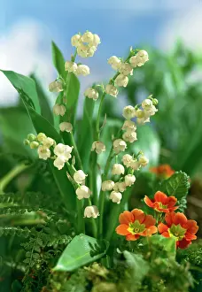 Clump: Lilies of the valley and coloured primroses
