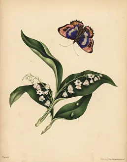 Immortality: Lilies of the Valley, Purity and return of