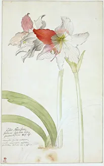 Dionysius: Lilio narcissus