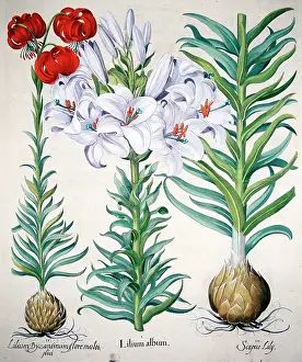 Eystettensis: Lilium Album - Lily
