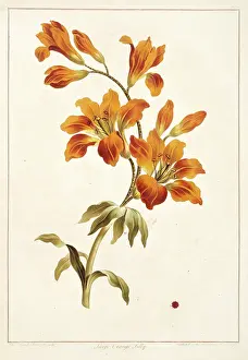 Liliales: Lilium bulbiferum, large orange lily