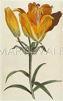 Bulbiferum: Lilium Bulbiferum or Orange Lily