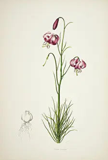 Snelling: Lilium cernuum