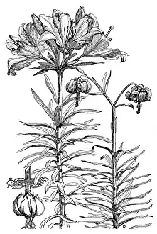 Midgley: Lilium croceum