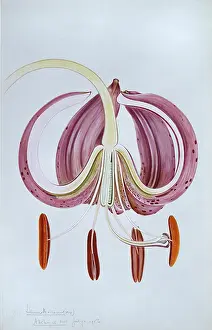 Liliales: Lilium martagon, Turk's cap lily