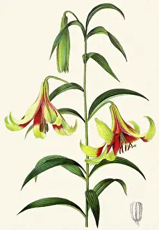 Snelling: Lilium Nepalense