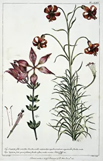 Liliales: Lilium philadelphicum L. & Lilium pomponium