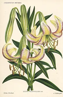 Horticole: Lilium polyphyllum