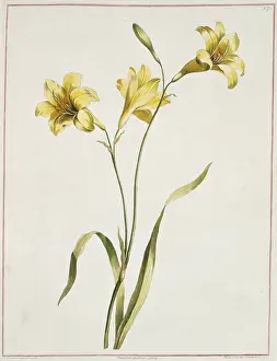 Liliales: Lilium sp. lily