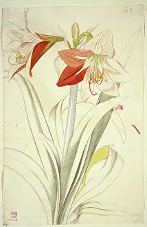 Dionysius: Lilium sp. lily