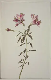 Gerrit: Lilium sp. lily