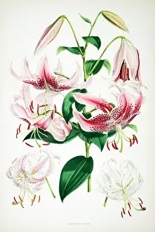 Elwes: Lilium speciosum