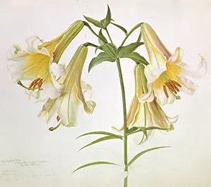 Snelling: Lilium suffureum, sulphur lily