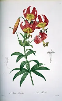 Superb: Lilium superbum, Turk's cap lily