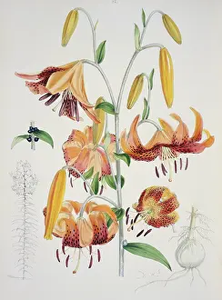 Elwes: Lilium tigrinum, tiger lily