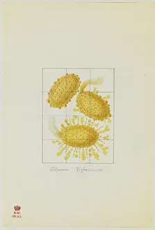 Bauer: Lilium tingrinum, pollen