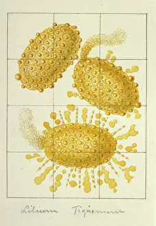 Pollen: Lilium trigris, tiger lily pollen