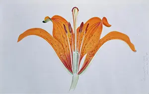 Liliales: Lilium umbellatum, red lily