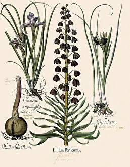 Lilium: Lillies and Irises