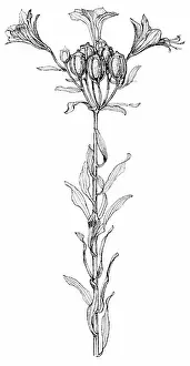 Midgley: Lily Alstraemeria