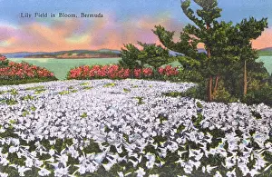 Overeas: Lily Field in Bloom, Bermuda