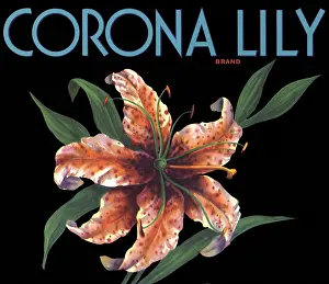 Speckles: Lily Fruit Label