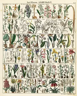 Allgemeine: Lily and orchid species