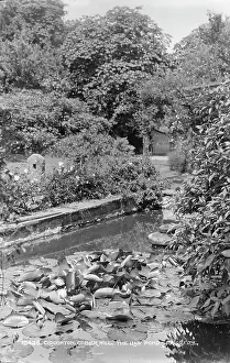 Lilies: The Lily Pond at Cober Hill