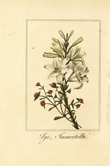 Everlasting: Lily and red everlasting