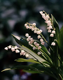 Convallaria: LILY OF THE VALLEY