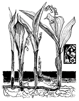 Lilley: Lily of the Valley