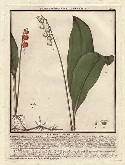 Bulliard: Lily of the valley, Convallaria majalis
