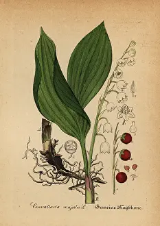Artus: Lily of the valley, Convallaria majalis